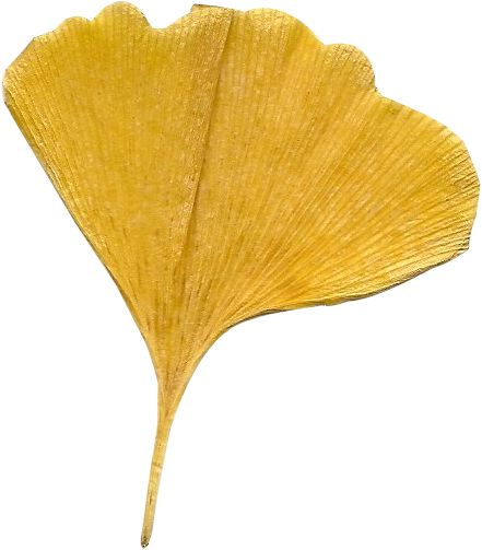 clip art ginkgo leaf - photo #36