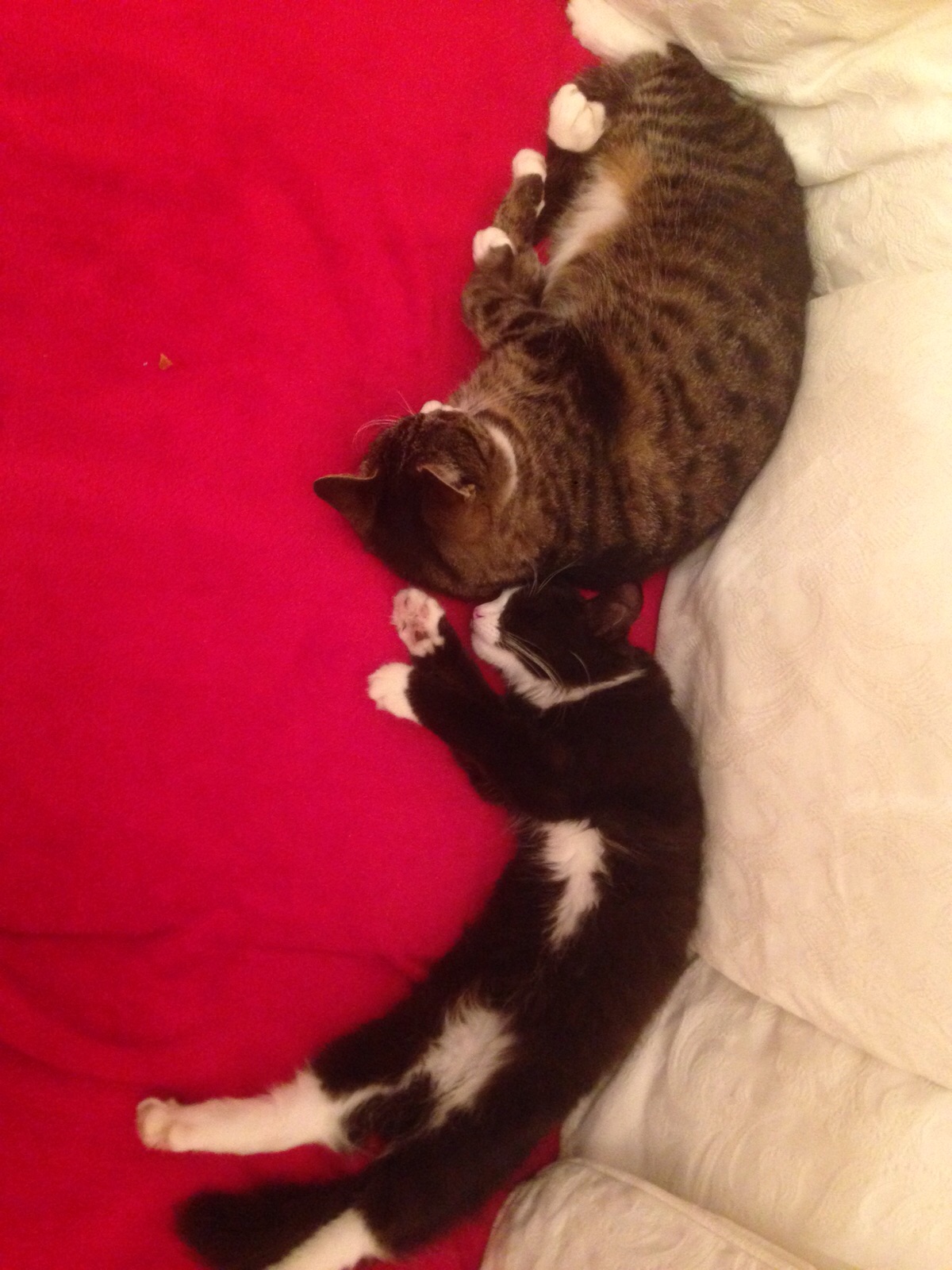 sleeping_cat_and_kitten_by_lightningtremlett-d91ibgd.jpg