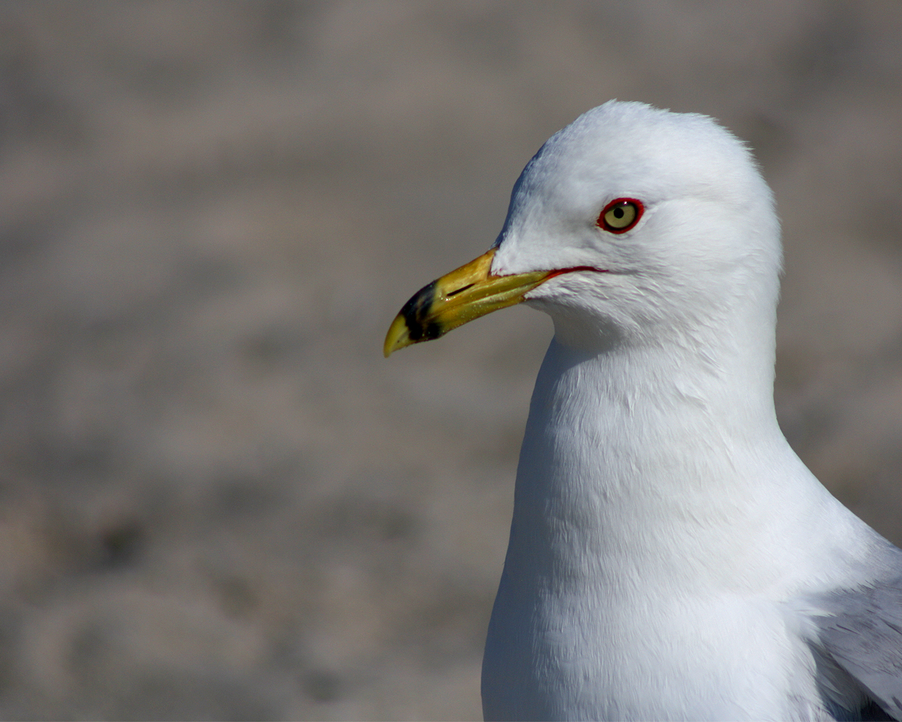 seagull_head_by_ohanzee.jpg