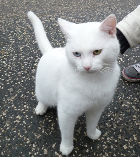 White Cat Green Eyes Breed
