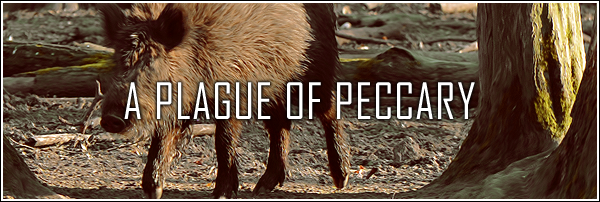 [Image: peccary5_by_euphoriclies-d9dfbgr.png]