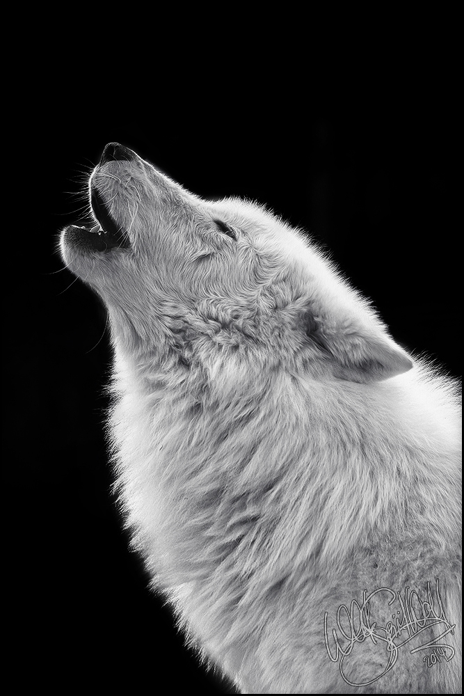 Arctic Howl :. by WhiteSpiritWolf