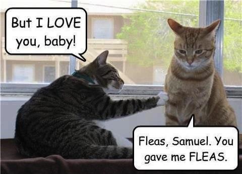 fleas_samuel___funny_pic_by_xchocolate_t