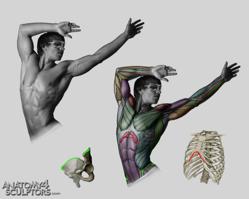 Anatomy for Sculptors by anatomy4sculptors on DeviantArt