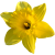 Flower icon.32