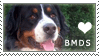 Bernese Mountain Dog Stamp by cloudrat