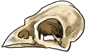 sparrowskull300_by_cenobitesquid-dayh1ge.png