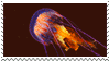 Orange jellyfish by loupdenuit